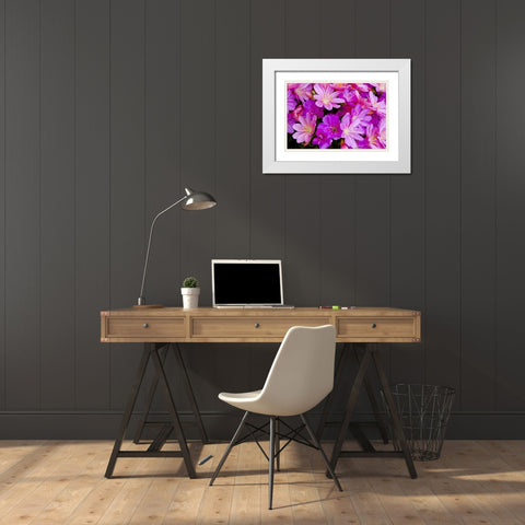 USA, Oregon Columbian lewisia flowers close-up White Modern Wood Framed Art Print with Double Matting by Carter, Jean