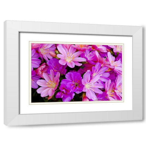 USA, Oregon Columbian lewisia flowers close-up White Modern Wood Framed Art Print with Double Matting by Carter, Jean
