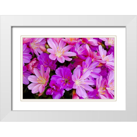 USA, Oregon Columbian lewisia flowers close-up White Modern Wood Framed Art Print with Double Matting by Carter, Jean
