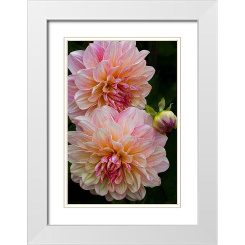 Oregon, Shore Acres SP Dahlia flowers White Modern Wood Framed Art Print with Double Matting by Carter, Jean