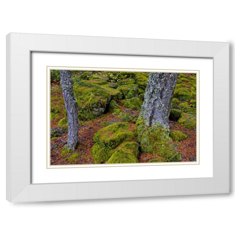 Oregon, Rogue River Wilderness Mossy rocks White Modern Wood Framed Art Print with Double Matting by Carter, Jean