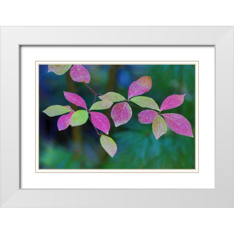 OR, Rogue River Wilderness Wild dogwood leaves White Modern Wood Framed Art Print with Double Matting by Carter, Jean