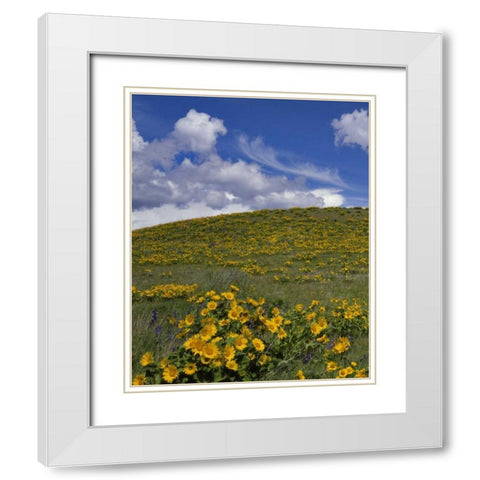 OR, Columbia Gorge Balsamroot and lupine White Modern Wood Framed Art Print with Double Matting by Terrill, Steve