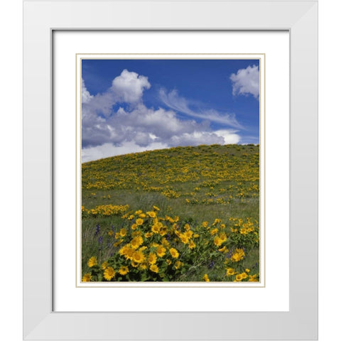 OR, Columbia Gorge Balsamroot and lupine White Modern Wood Framed Art Print with Double Matting by Terrill, Steve