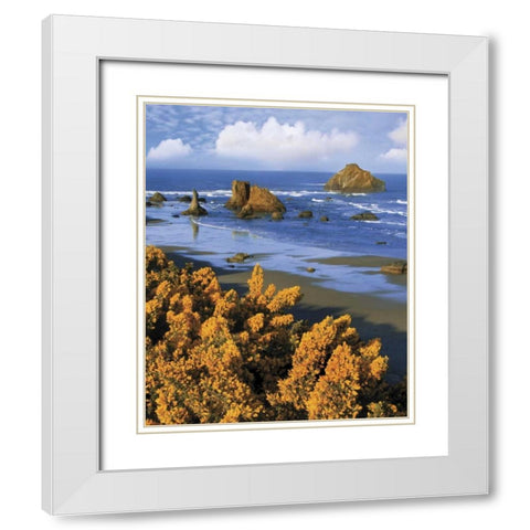 Oregon, Bandon Face Rock and wild gorse plants White Modern Wood Framed Art Print with Double Matting by Terrill, Steve