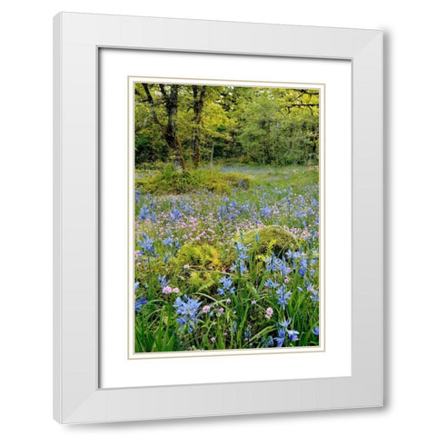 Oregon, Flowers in Camassia Natural Area White Modern Wood Framed Art Print with Double Matting by Terrill, Steve