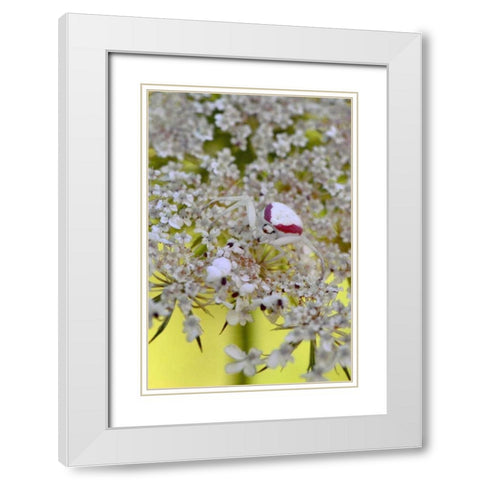 USA, Oregon Crab spider on wild carrot bloom White Modern Wood Framed Art Print with Double Matting by Terrill, Steve