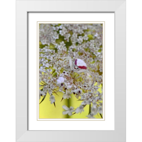 USA, Oregon Crab spider on wild carrot bloom White Modern Wood Framed Art Print with Double Matting by Terrill, Steve