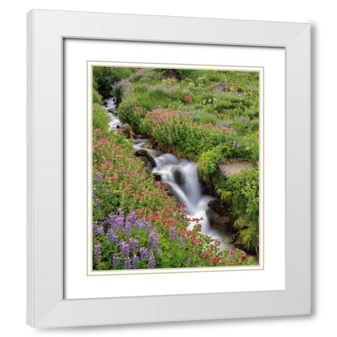 OR, Mt Hood, Flowers along Elk Cove Creek White Modern Wood Framed Art Print with Double Matting by Terrill, Steve