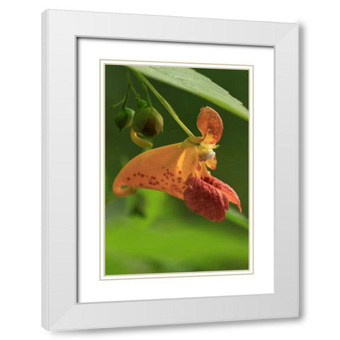 Oregon, Oregon Close-up of jewelweed flower White Modern Wood Framed Art Print with Double Matting by Terrill, Steve
