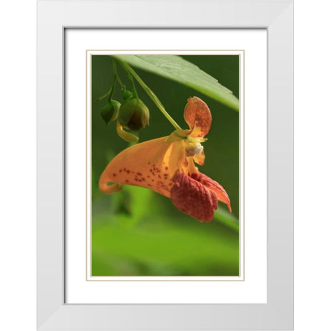 Oregon, Oregon Close-up of jewelweed flower White Modern Wood Framed Art Print with Double Matting by Terrill, Steve