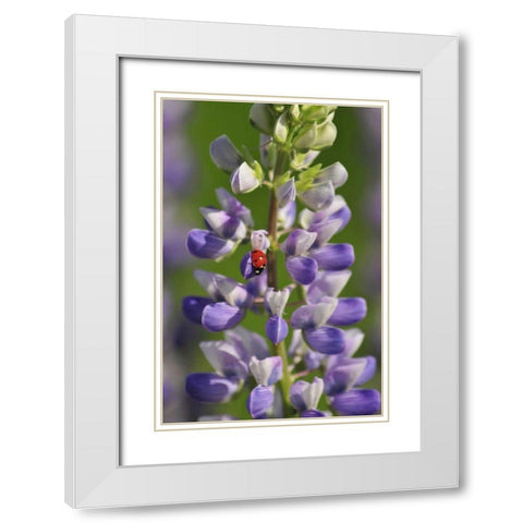 USA, Oregon Ladybug on lupine flower White Modern Wood Framed Art Print with Double Matting by Terrill, Steve