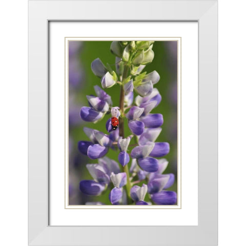 USA, Oregon Ladybug on lupine flower White Modern Wood Framed Art Print with Double Matting by Terrill, Steve