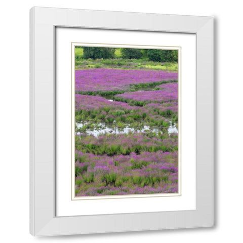 OR, Oaks Bottom Purple loosestrife in marsh White Modern Wood Framed Art Print with Double Matting by Terrill, Steve