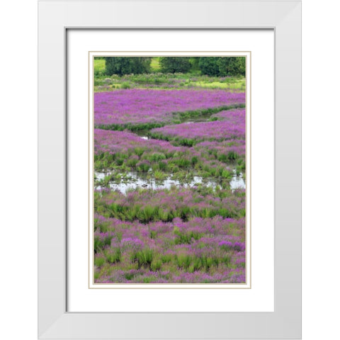OR, Oaks Bottom Purple loosestrife in marsh White Modern Wood Framed Art Print with Double Matting by Terrill, Steve