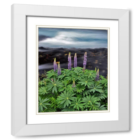 USA, Oregon Lupine next to Metolius River White Modern Wood Framed Art Print with Double Matting by Terrill, Steve
