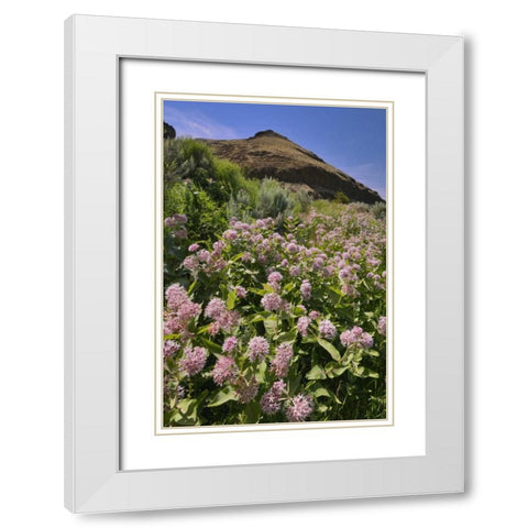 USA, Oregon Milkweed and cliff White Modern Wood Framed Art Print with Double Matting by Terrill, Steve