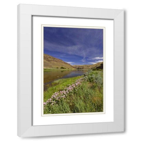 USA, Oregon Milkweed along the John Day River White Modern Wood Framed Art Print with Double Matting by Terrill, Steve