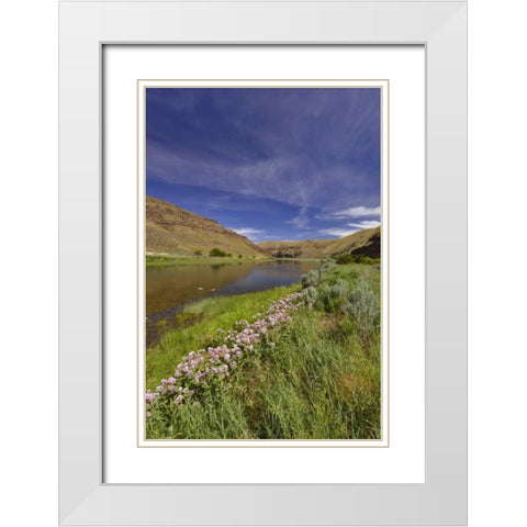 USA, Oregon Milkweed along the John Day River White Modern Wood Framed Art Print with Double Matting by Terrill, Steve