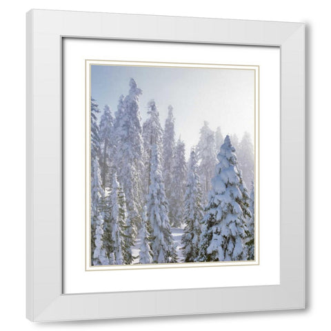 USA, Oregon, Mt Ashland Fresh snow on evergreens White Modern Wood Framed Art Print with Double Matting by Terrill, Steve