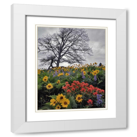 OR, Columbia Gorge NSA Oak tree and flowers White Modern Wood Framed Art Print with Double Matting by Terrill, Steve