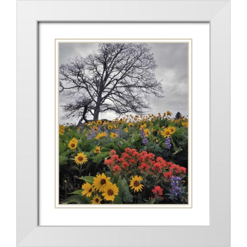 OR, Columbia Gorge NSA Oak tree and flowers White Modern Wood Framed Art Print with Double Matting by Terrill, Steve