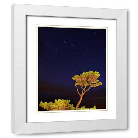 Oregon, Oceanside Pine tree against star trails White Modern Wood Framed Art Print with Double Matting by Terrill, Steve