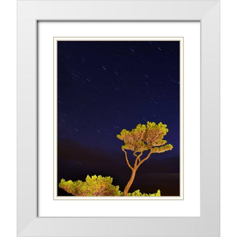 Oregon, Oceanside Pine tree against star trails White Modern Wood Framed Art Print with Double Matting by Terrill, Steve
