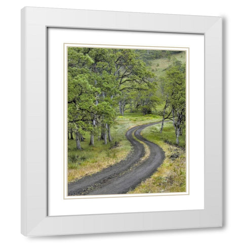 OR, Columbia Gorge NSA Road lined with oak trees White Modern Wood Framed Art Print with Double Matting by Terrill, Steve