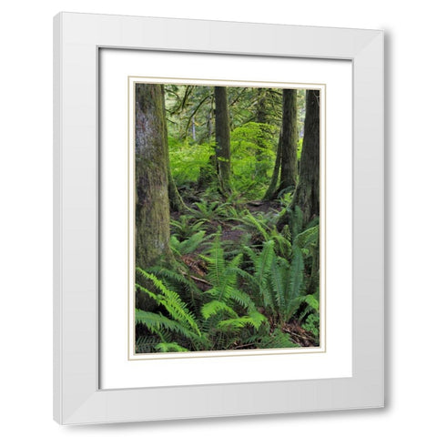 USA, Oregon Forest scenic White Modern Wood Framed Art Print with Double Matting by Terrill, Steve