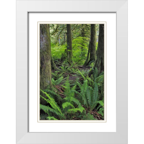 USA, Oregon Forest scenic White Modern Wood Framed Art Print with Double Matting by Terrill, Steve