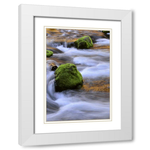 Oregon, Willamette NF McKenzie River over rocks White Modern Wood Framed Art Print with Double Matting by Terrill, Steve