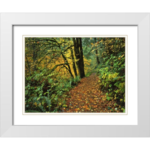 Oregon, Silver Falls SP Scenic park trail White Modern Wood Framed Art Print with Double Matting by Terrill, Steve
