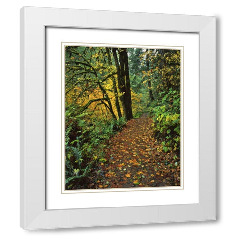 Oregon, Silver Falls SP Scenic park trail White Modern Wood Framed Art Print with Double Matting by Terrill, Steve