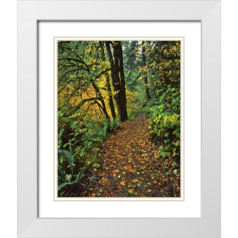 Oregon, Silver Falls SP Scenic park trail White Modern Wood Framed Art Print with Double Matting by Terrill, Steve