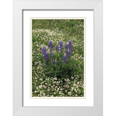 USA, Oregon Lupine and clover in field White Modern Wood Framed Art Print with Double Matting by Terrill, Steve