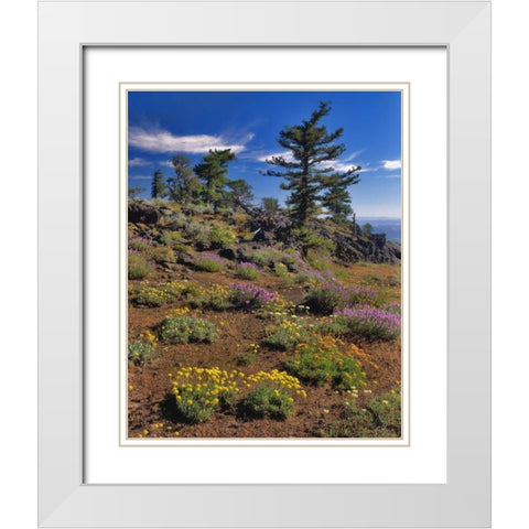 OR, Wallowa-Whitman NF Wildflower on Indian Rock White Modern Wood Framed Art Print with Double Matting by Terrill, Steve