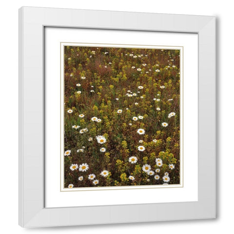 USA, Oregon Parentucellia and daisies in field White Modern Wood Framed Art Print with Double Matting by Terrill, Steve
