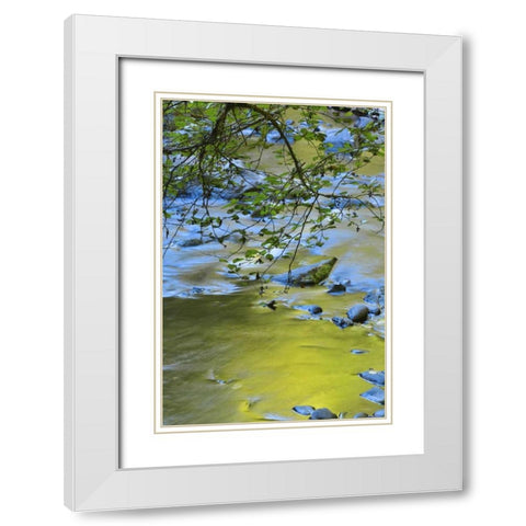 Oregon Alder tree over South Fork Wilson River White Modern Wood Framed Art Print with Double Matting by Terrill, Steve