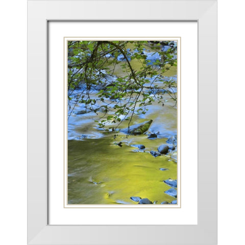 Oregon Alder tree over South Fork Wilson River White Modern Wood Framed Art Print with Double Matting by Terrill, Steve