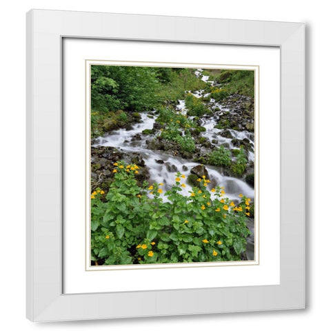 OR Yellow monkeyflowers along Wahkeena Creek White Modern Wood Framed Art Print with Double Matting by Terrill, Steve