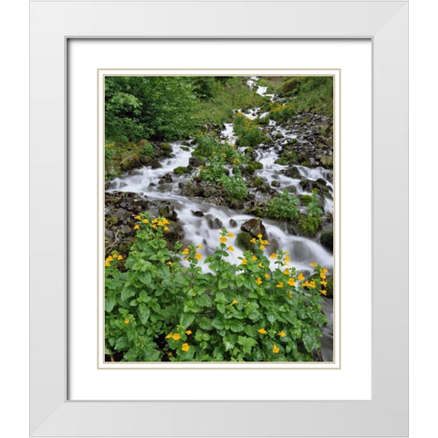 OR Yellow monkeyflowers along Wahkeena Creek White Modern Wood Framed Art Print with Double Matting by Terrill, Steve