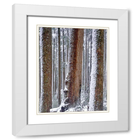 OR, Drift Creek Wilderness Snow on Douglas fir White Modern Wood Framed Art Print with Double Matting by Terrill, Steve