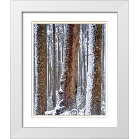 OR, Drift Creek Wilderness Snow on Douglas fir White Modern Wood Framed Art Print with Double Matting by Terrill, Steve