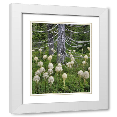OR, Mount Hood NF Beargrass around evergreen White Modern Wood Framed Art Print with Double Matting by Terrill, Steve