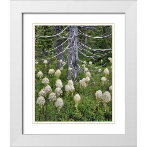 OR, Mount Hood NF Beargrass around evergreen White Modern Wood Framed Art Print with Double Matting by Terrill, Steve