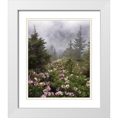 Oregon, Mt Hood NF Rhododendrons and beargrass White Modern Wood Framed Art Print with Double Matting by Terrill, Steve