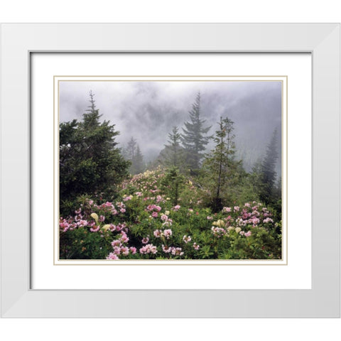 Oregon, Mt Hood NF Rhododendrons and beargrass White Modern Wood Framed Art Print with Double Matting by Terrill, Steve