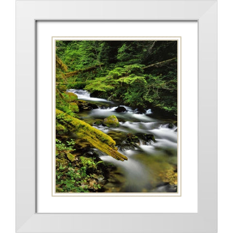 Oregon, Mt Hood NF Still Creek scenic White Modern Wood Framed Art Print with Double Matting by Terrill, Steve