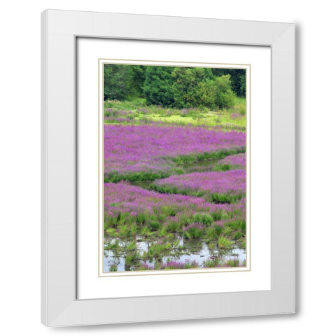 OR, Oaks Bottom Purple loosestrife in marsh White Modern Wood Framed Art Print with Double Matting by Terrill, Steve
